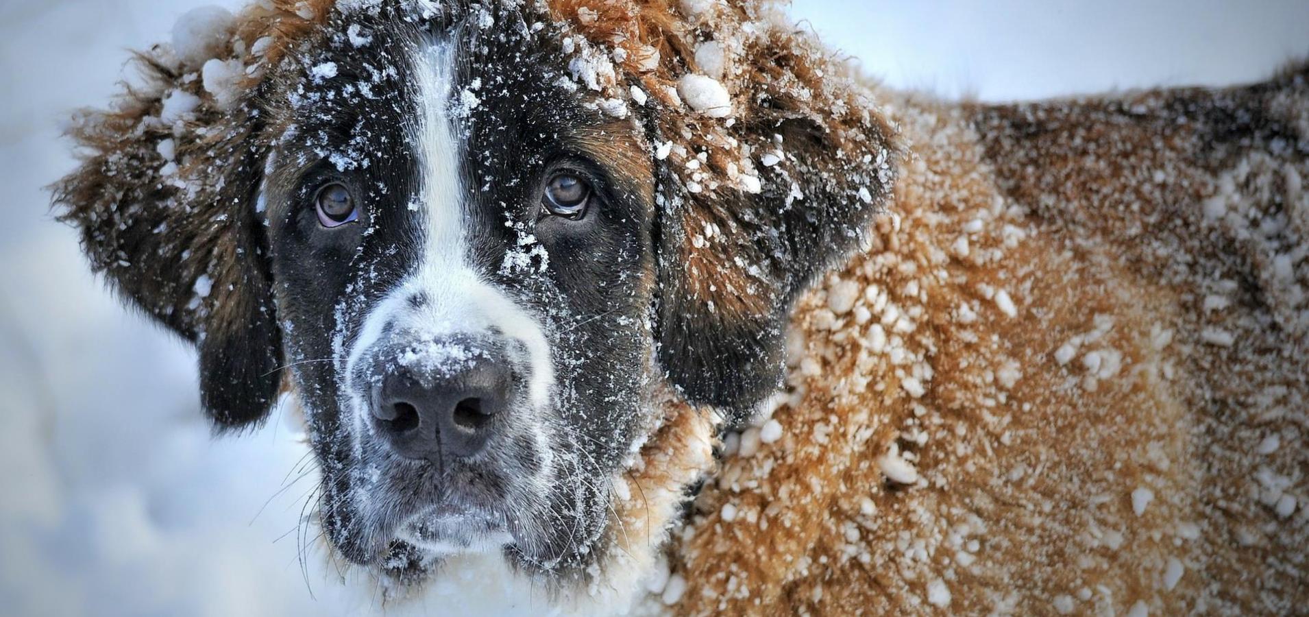 A big, brown, snow-covered dog