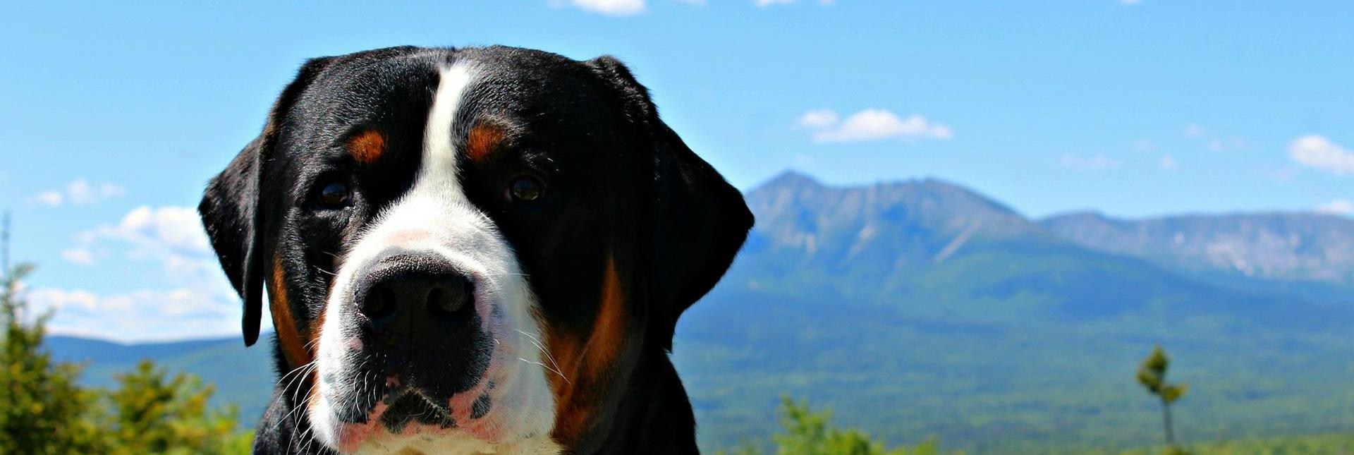 A large dog with black, brown, and white fur looks into the camera. In the background, green forests and a mountain range are visible under a blue sky.